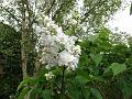 2014-0502-1620_Lilac_9.7C